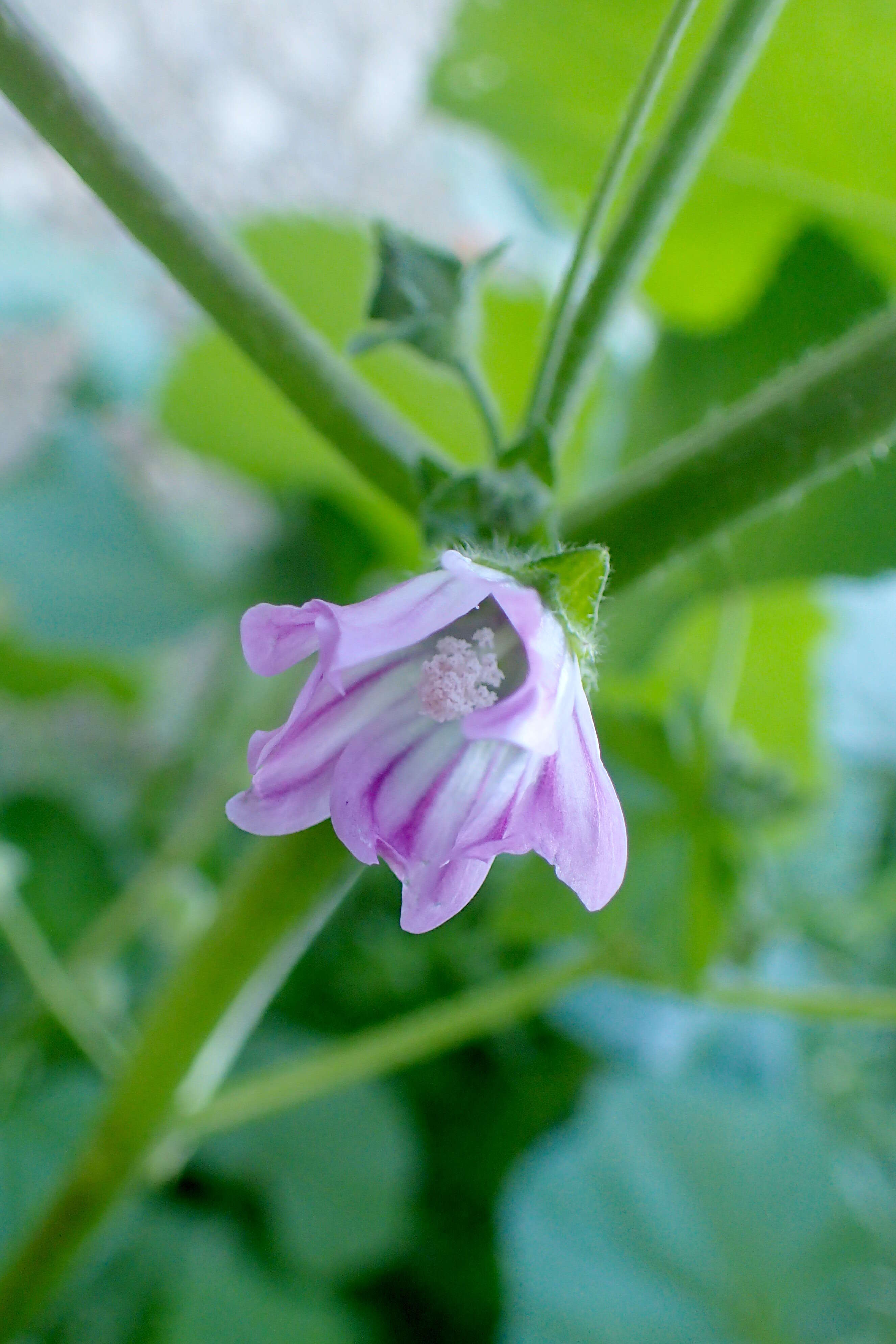 Imagem de Malva nicaeensis All.