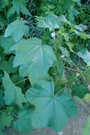 Imagem de Malva nicaeensis All.