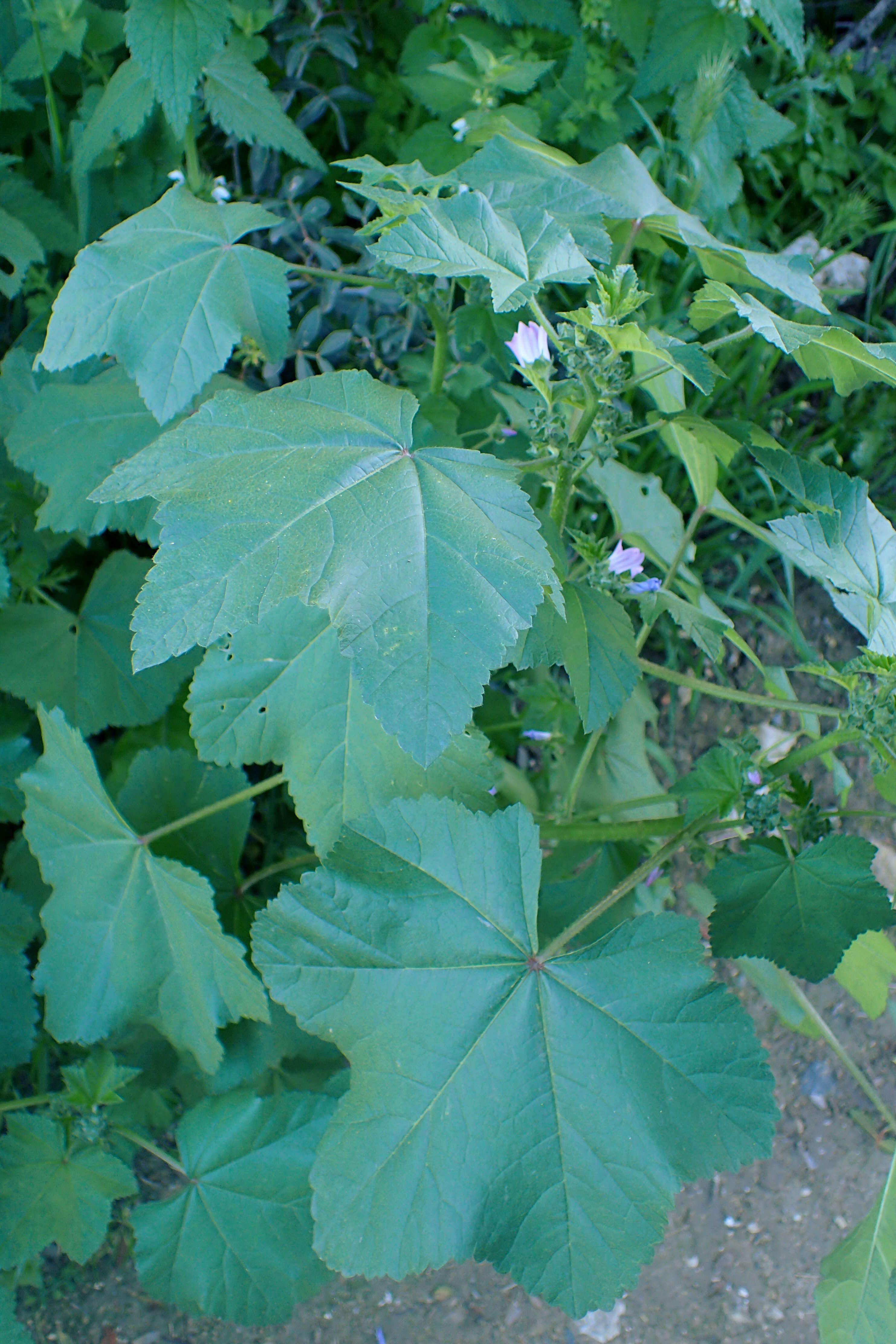 Imagem de Malva nicaeensis All.