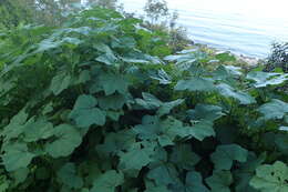 Imagem de Malva nicaeensis All.