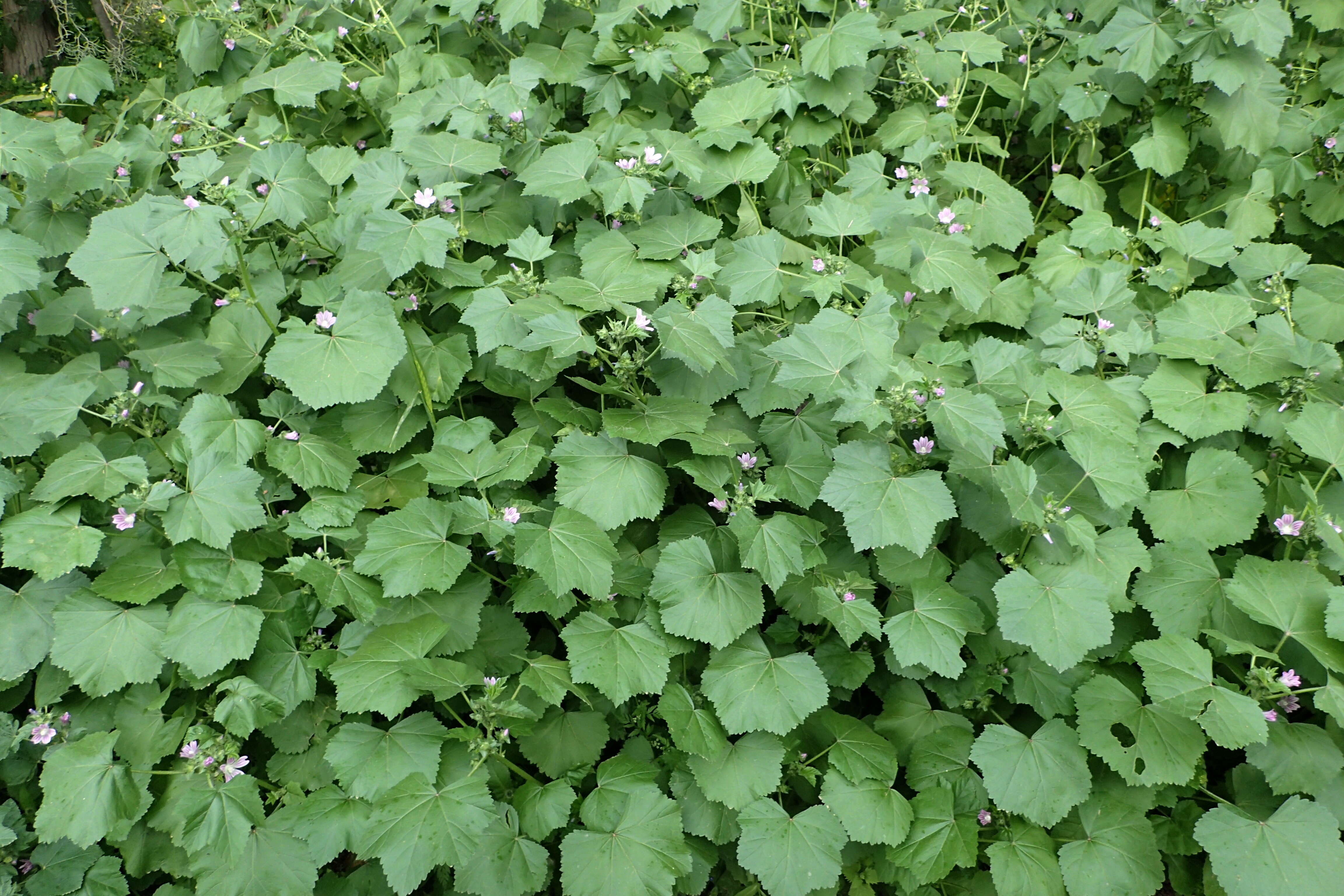 Imagem de Malva nicaeensis All.