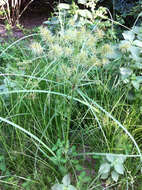 Image of strawcolored flatsedge