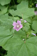 Imagem de Malva nicaeensis All.