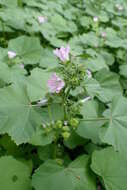 Imagem de Malva nicaeensis All.