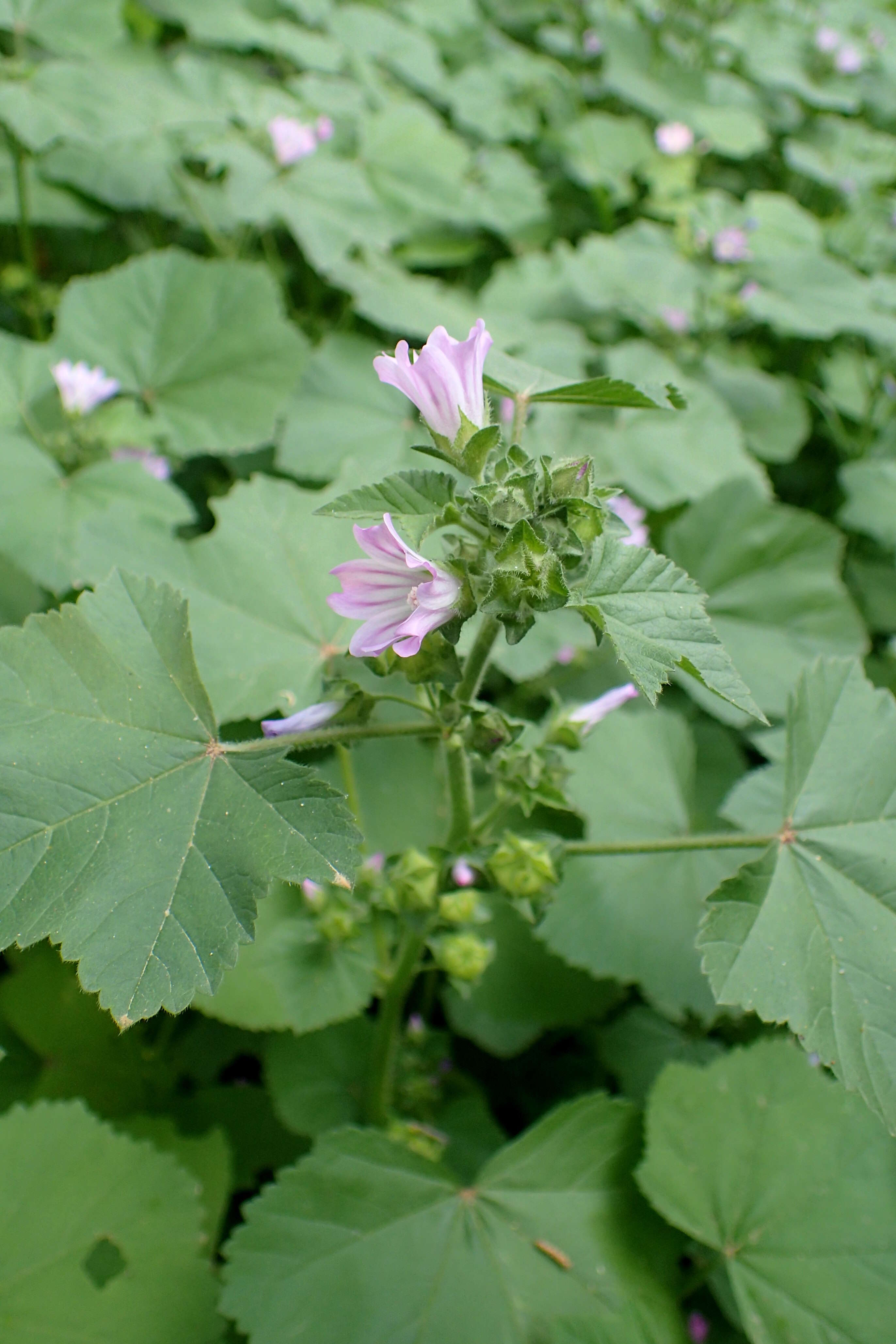 Imagem de Malva nicaeensis All.