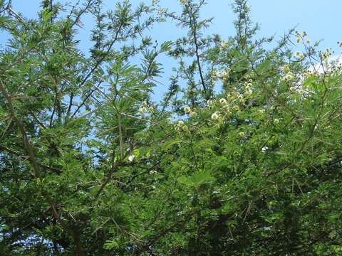 Image of Vachellia robusta subsp. clavigera (E. Mey.) Kyal. & Boatwr.