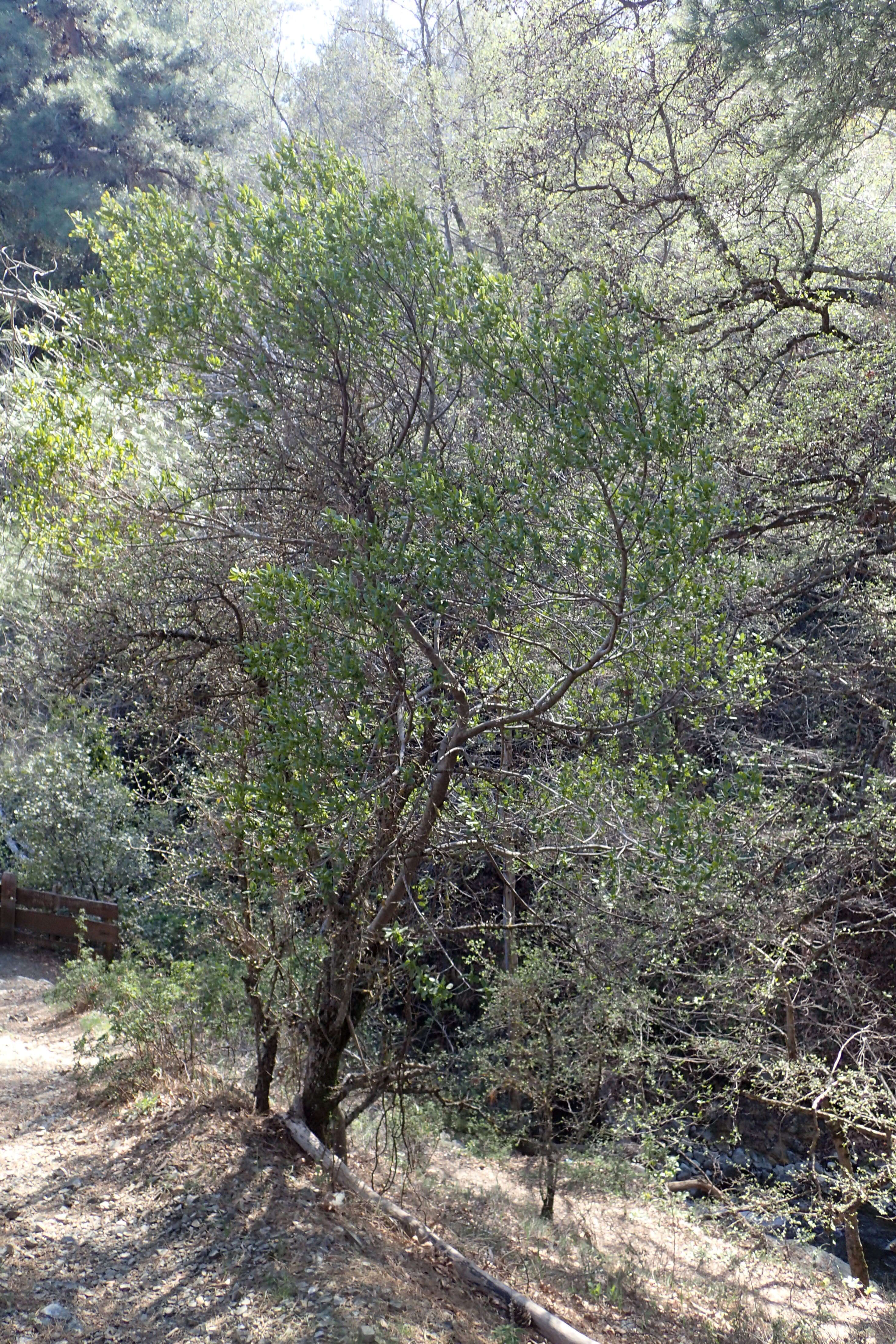 Image de Phillyrea latifolia L.