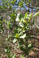 Image de Phillyrea latifolia L.