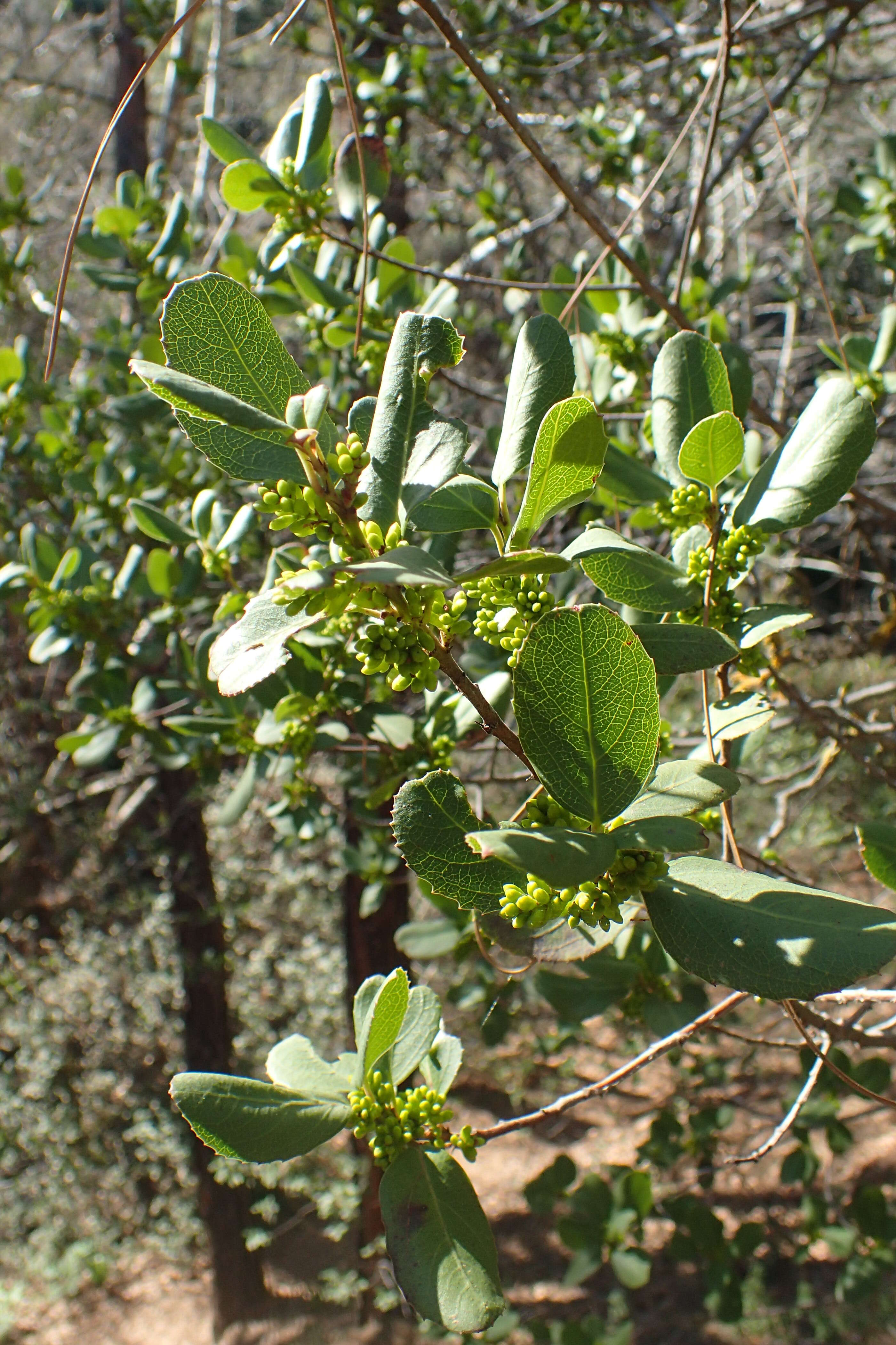 Image de Phillyrea latifolia L.