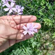 Imagem de Geranium linearilobum DC. ex Lam. & DC.