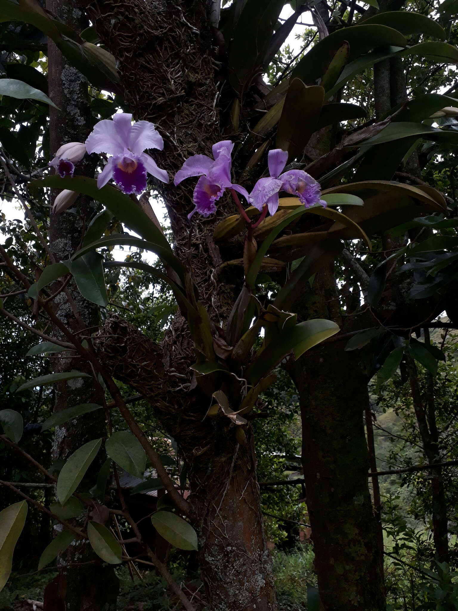 Imagem de Cattleya trianae Linden & Rchb. fil.