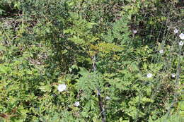 Image of Daucus carota subsp. maximus (Desf.) Ball