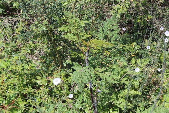 Imagem de Daucus carota subsp. maximus (Desf.) Ball