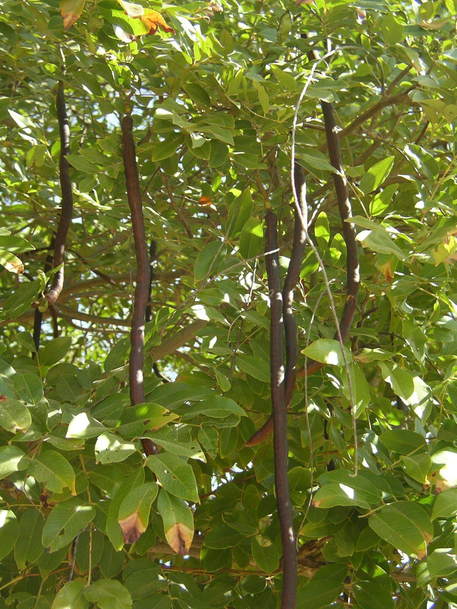 Image of Drumstick Tree