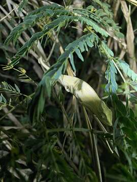 Image of Black-headed Dwarf Chameleon