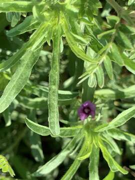 Image of Ipomoea polymorpha Roem. & Schult.