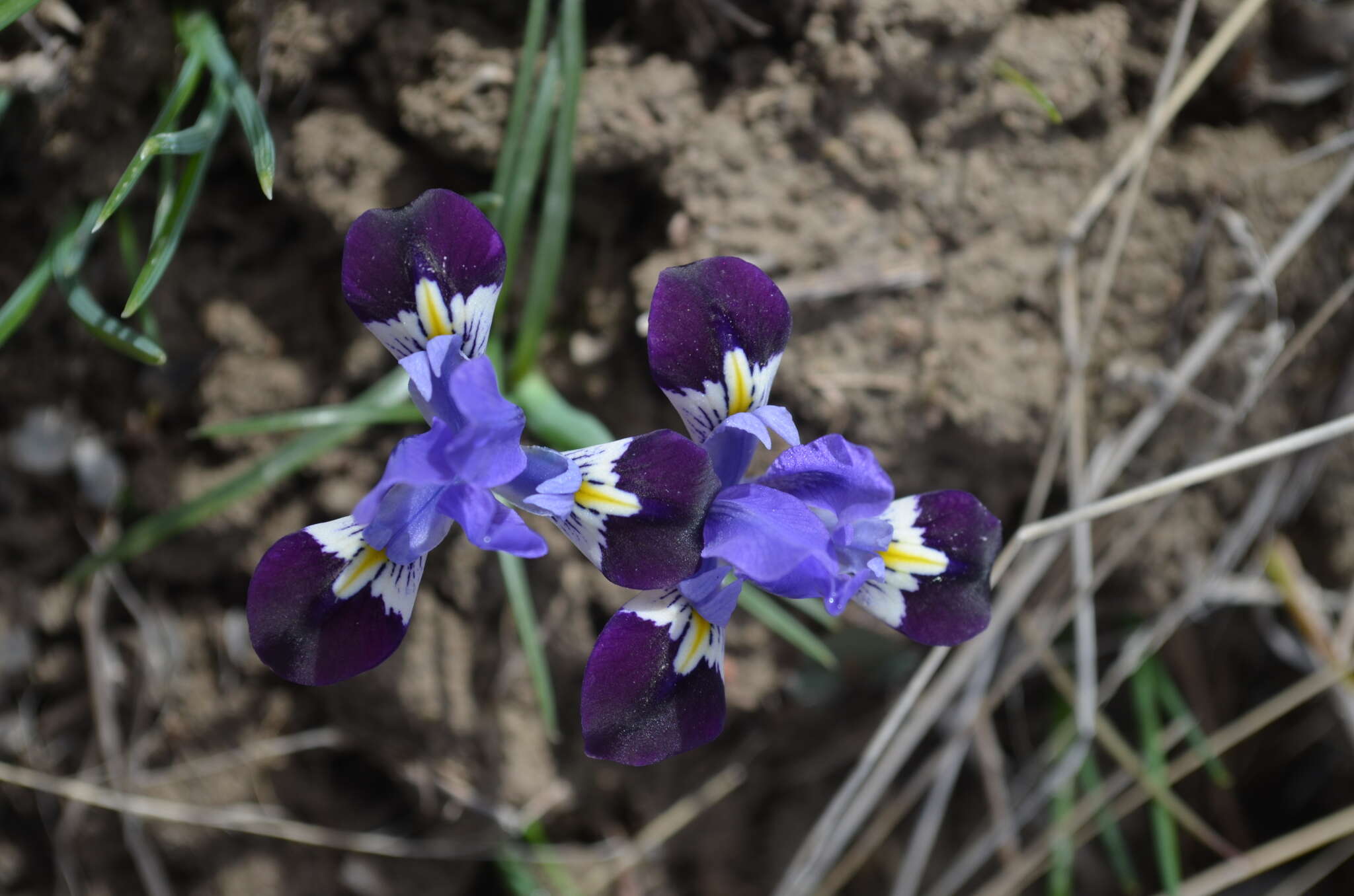 Plancia ëd Iris kolpakowskiana Regel