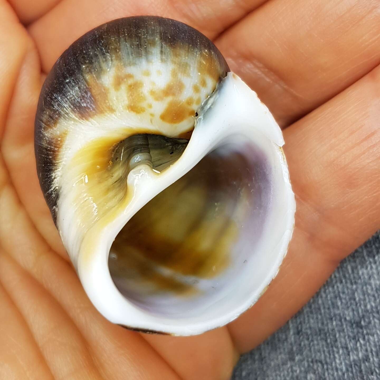 Image of Hebrew moon shell