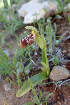 Image of Ophrys umbilicata Desf.