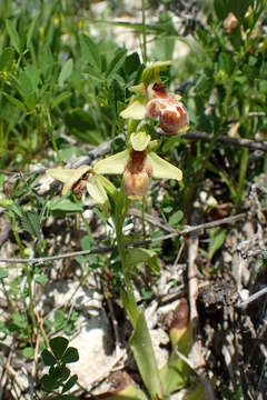 Image of Ophrys umbilicata Desf.