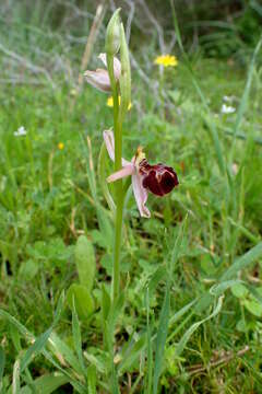 Image of Ophrys umbilicata Desf.