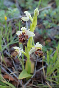 Image of Ophrys umbilicata Desf.