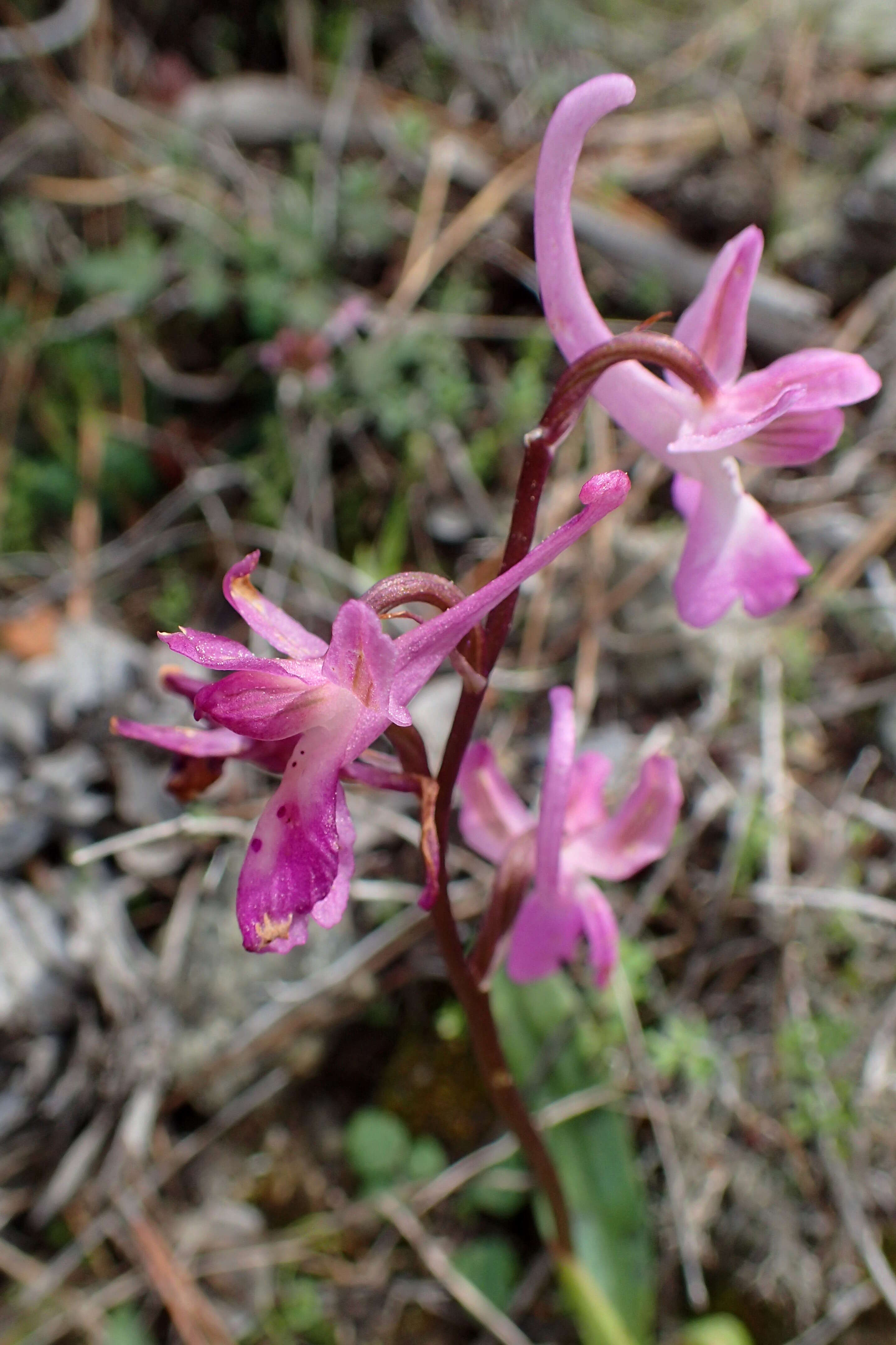 Sivun Orchis anatolica Boiss. kuva