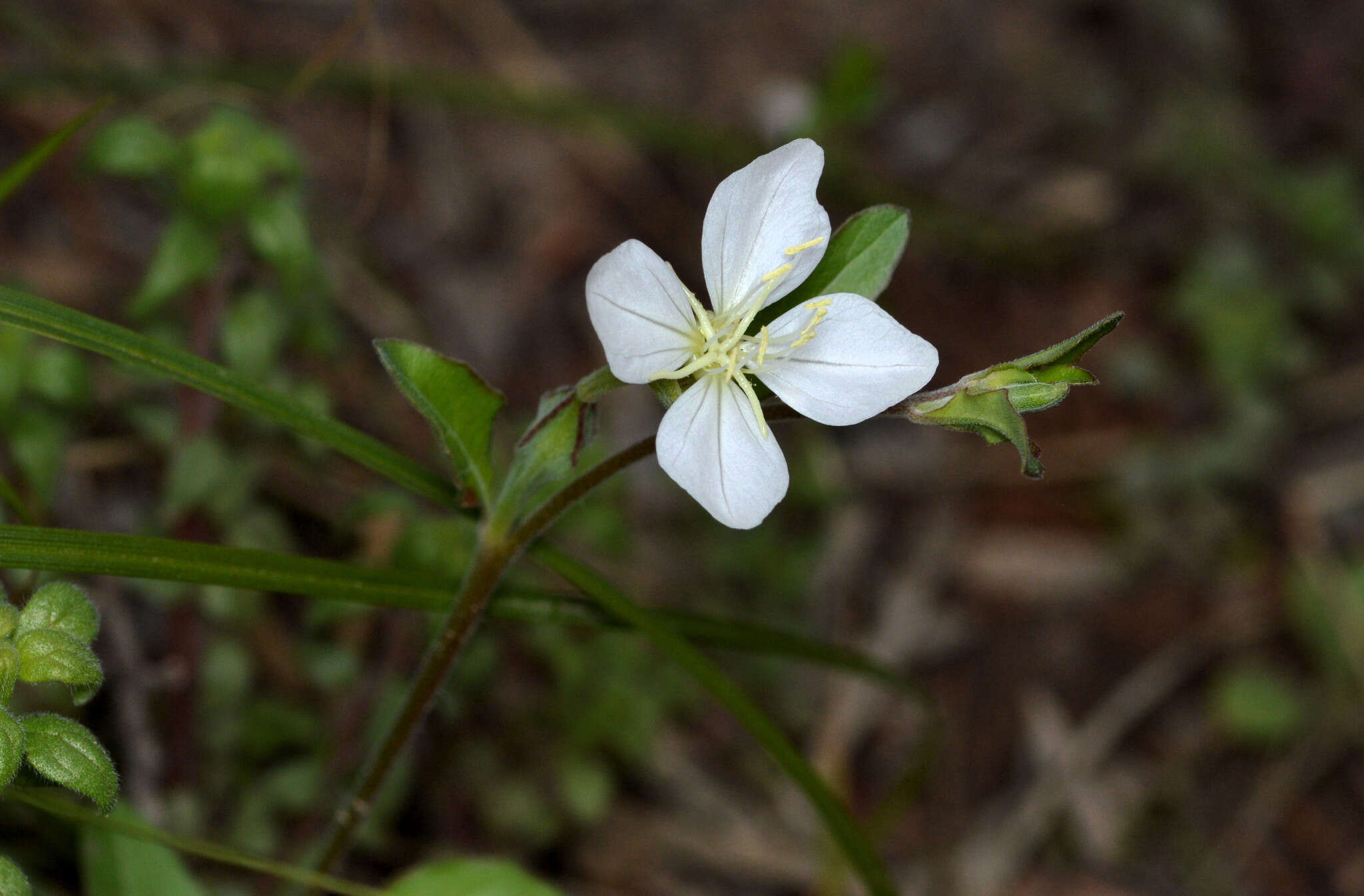 Image of Kunth's Evening-Primrose