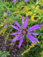 Image de Symphyotrichum georgianum (Alexander) G. L. Nesom