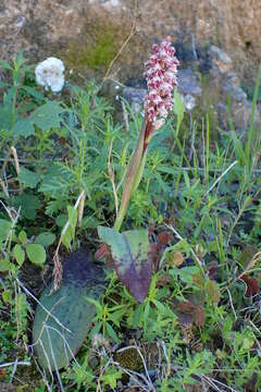 Image of Dense-flowered orchid