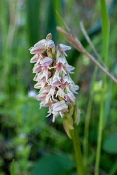 Image of Dense-flowered orchid