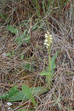 Image of Dense-flowered orchid