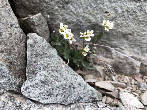 Image of boreal draba