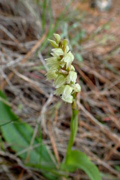 Image of Dense-flowered orchid