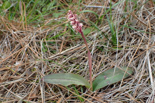 Image of Dense-flowered orchid