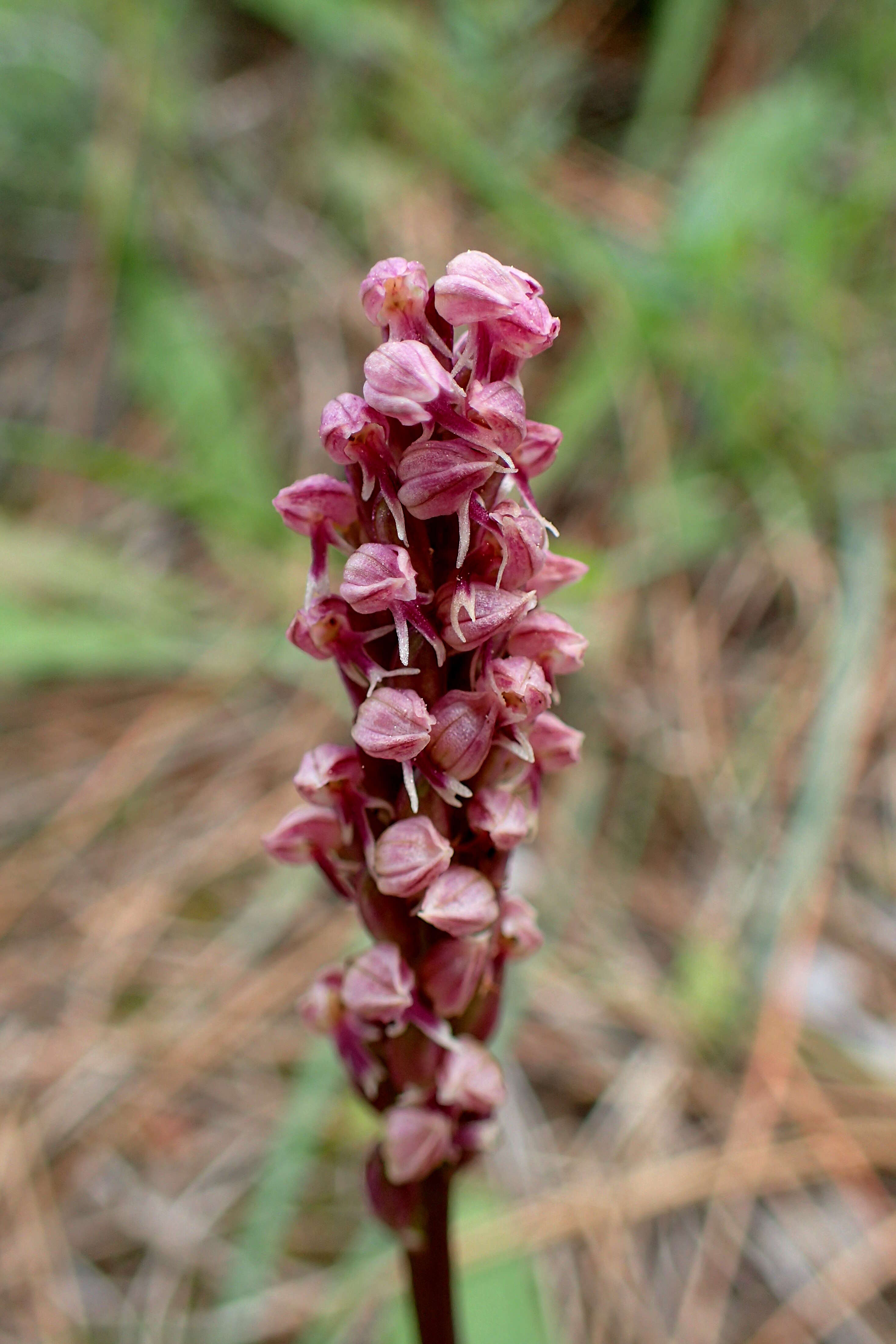 Image of Dense-flowered orchid