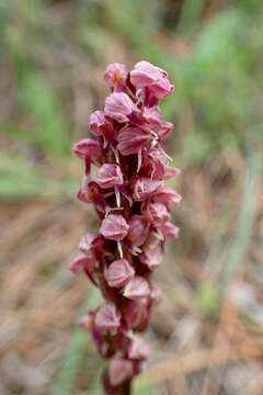 Image of Dense-flowered orchid