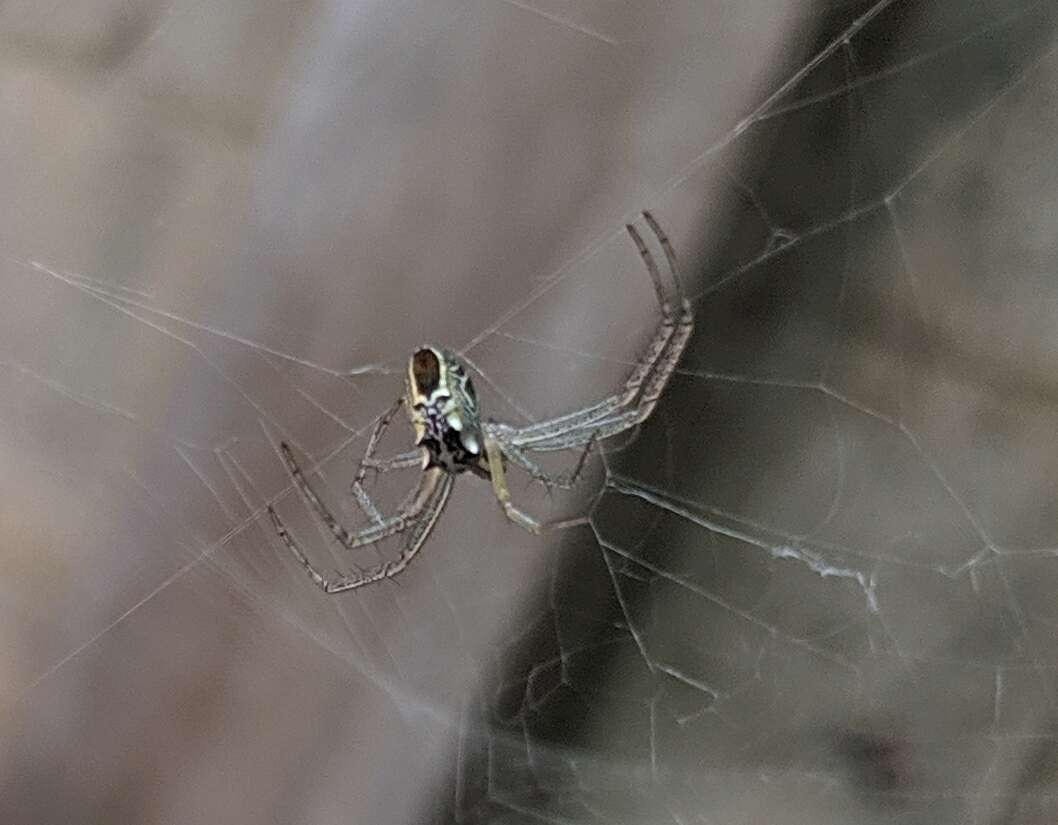 Image of Cyrtophora cicatrosa (Stoliczka 1869)