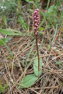 Image of Dense-flowered orchid