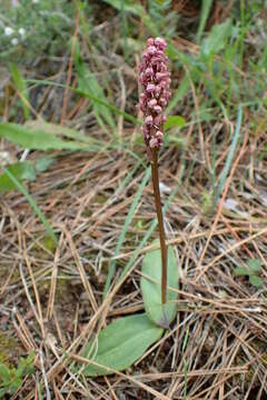 Image of Dense-flowered orchid