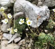 Sivun Saxifraga caesia L. kuva