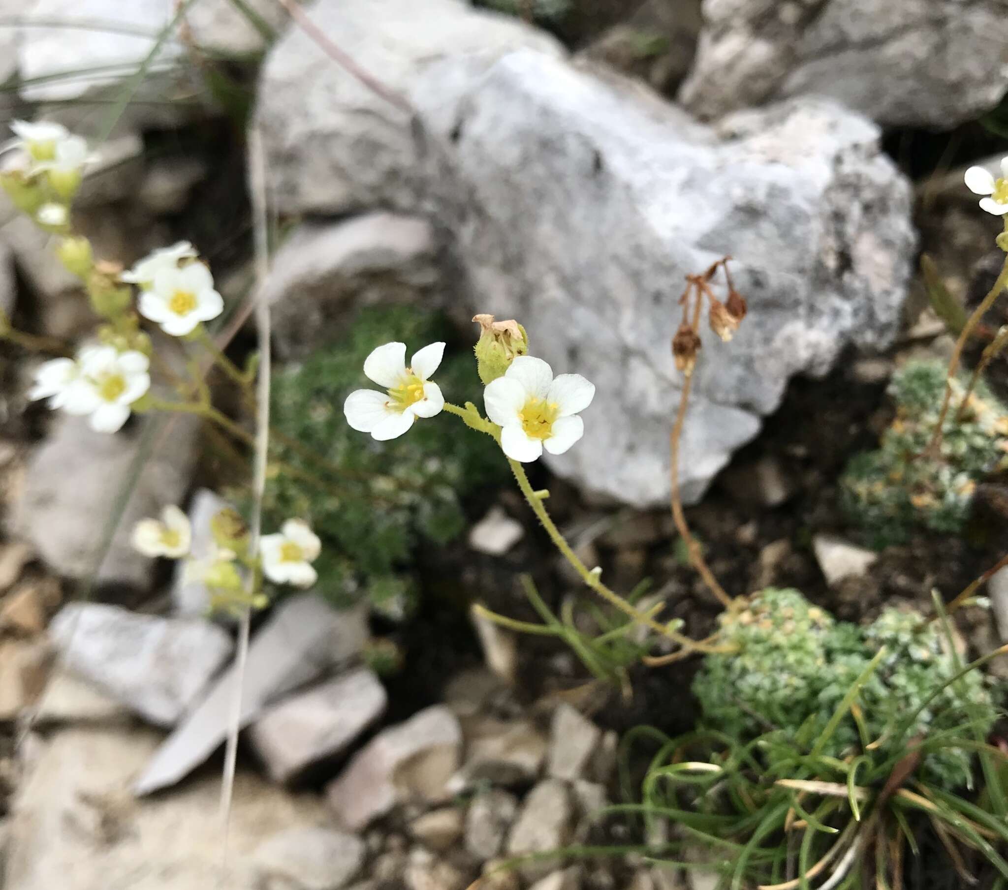 Слика од Saxifraga caesia L.