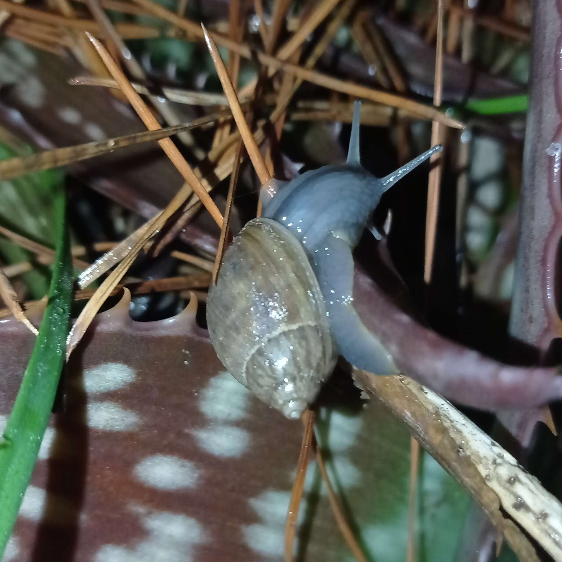 Image of Plectostylus chilensis