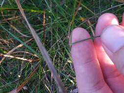 Image of upland bentgrass