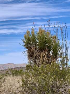 Sivun Yucca faxoniana Sarg. kuva
