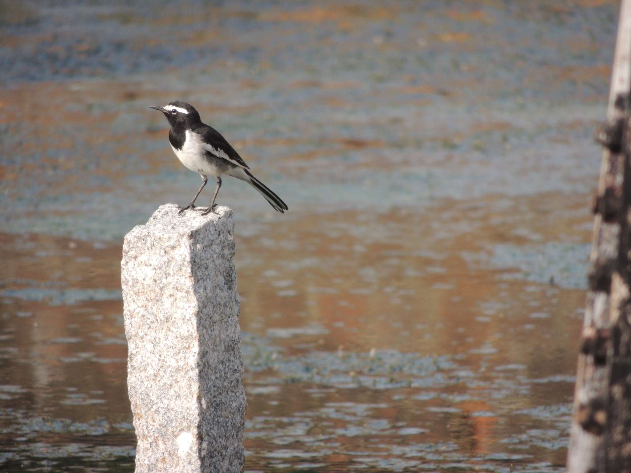 Image of White-browed Wagtail