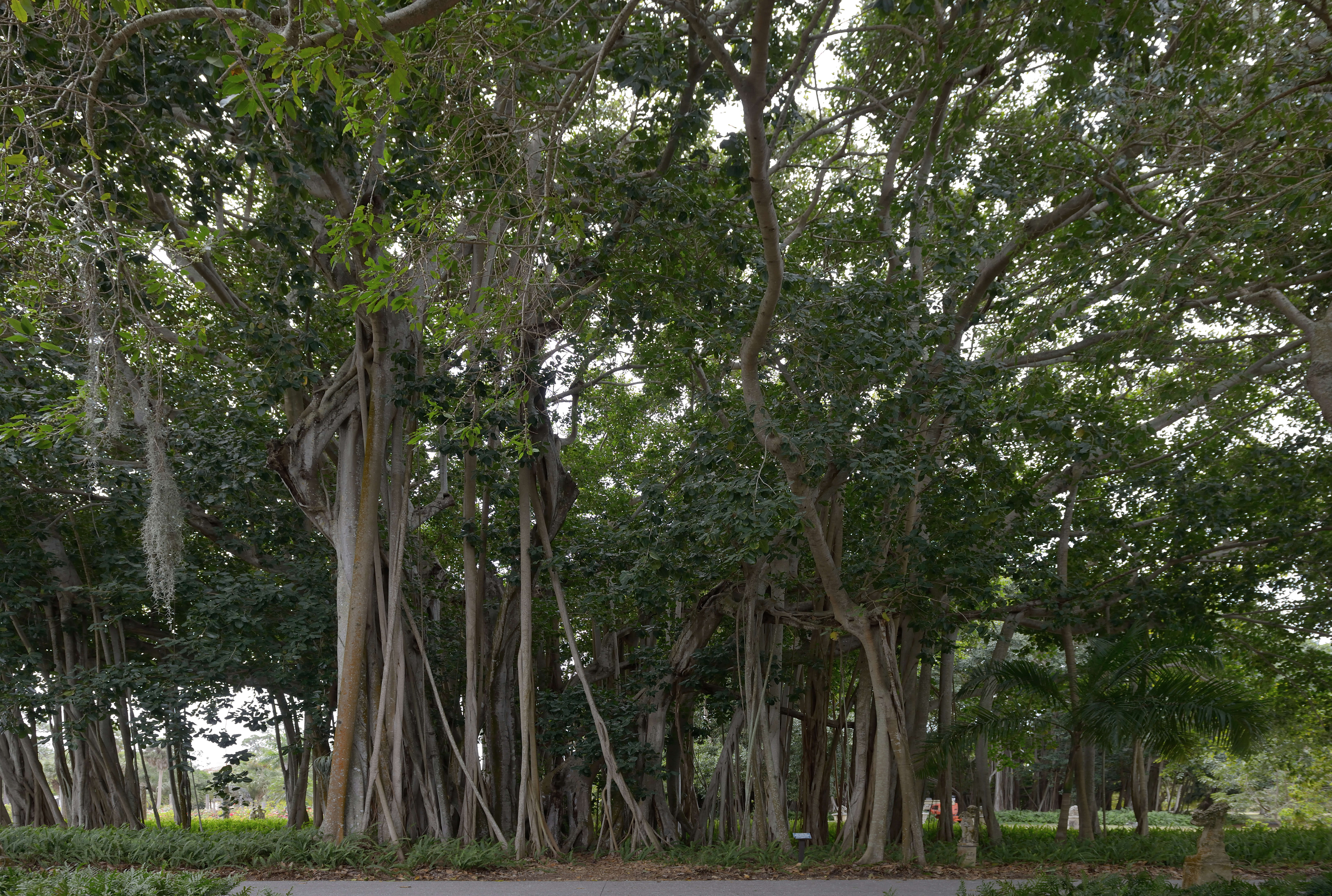 Ficus aurea Nutt.的圖片