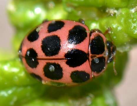 Image of Calvia quatuordecimguttata (Linnaeus 1758)