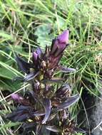 Image of Gentianella insubrica (H. Kunz) J. Holub