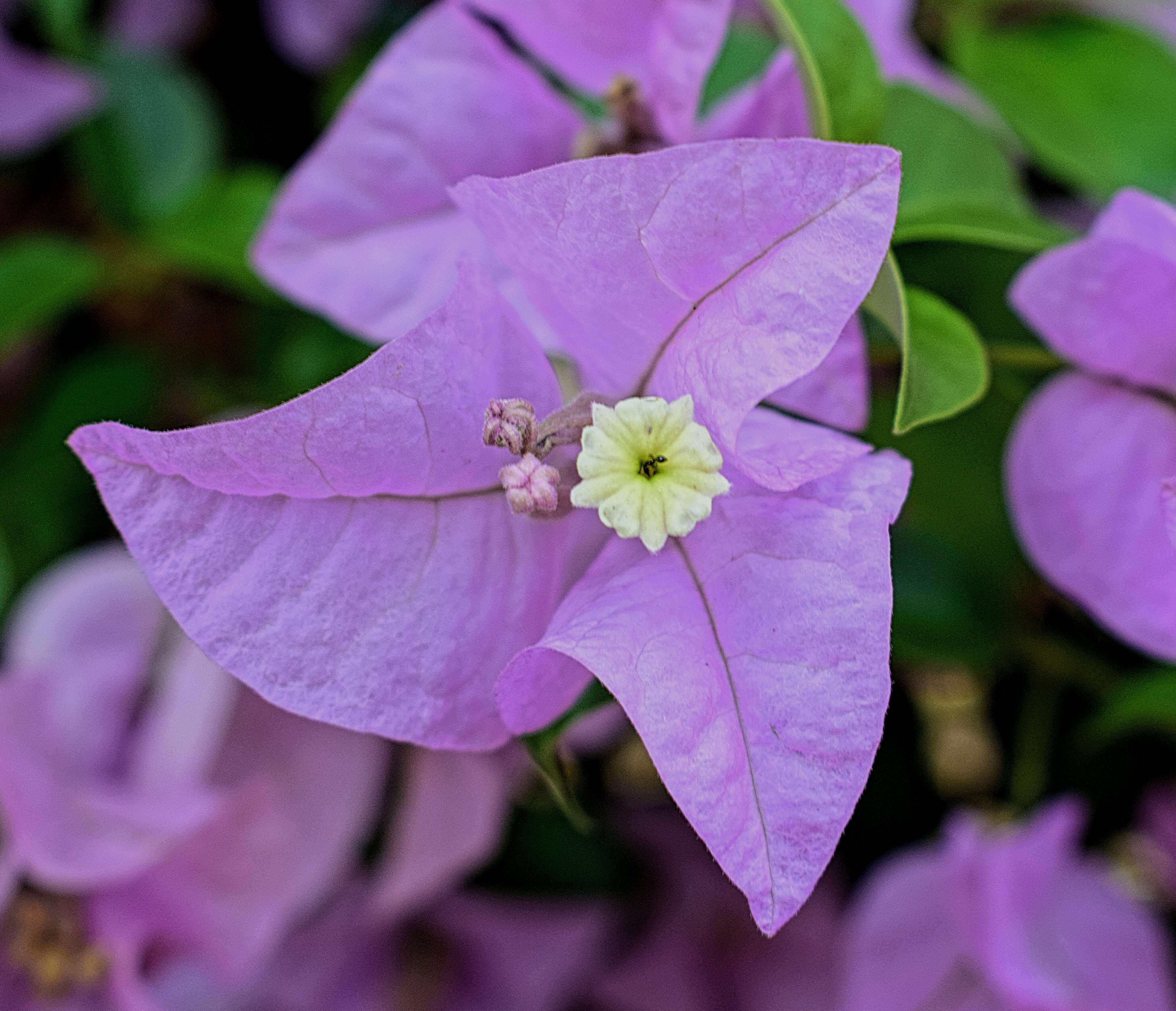 Слика од Bougainvillea glabra Choisy